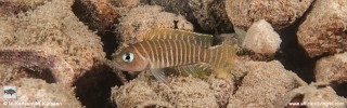 Neolamprologus similis 'Katumbi Point'.jpg