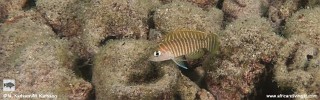 Neolamprologus similis 'Lyamembe'.jpg