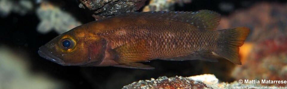 Neolamprologus sp. 'benthosplendens' Kekese