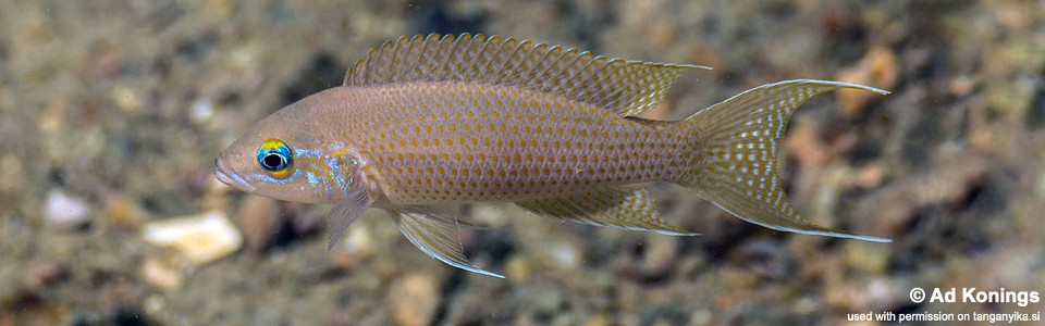 Neolamprologus sp. 'brichardi congo' Katenga