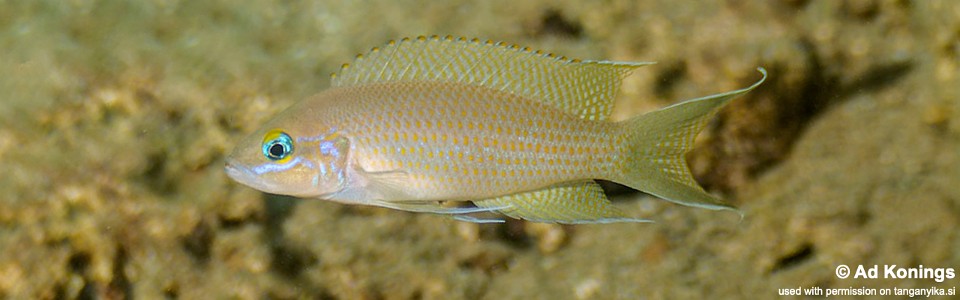 Neolamprologus sp. 'brichardi congo' Kiliza