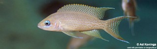 Neolamprologus sp. 'brichardi congo' Kilima.jpg