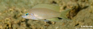 Neolamprologus sp. 'brichardi congo' Kiliza.jpg