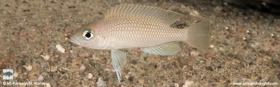 Neolamprologus sp. 'caudopunctatus kipili' Izinga Island