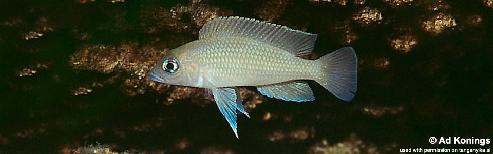 Neolamprologus sp. 'caudopunctatus kipili' Kisambala