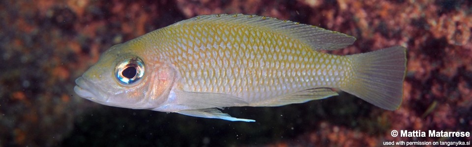 Neolamprologus sp. 'caudopunctatus kipili' Mtosi