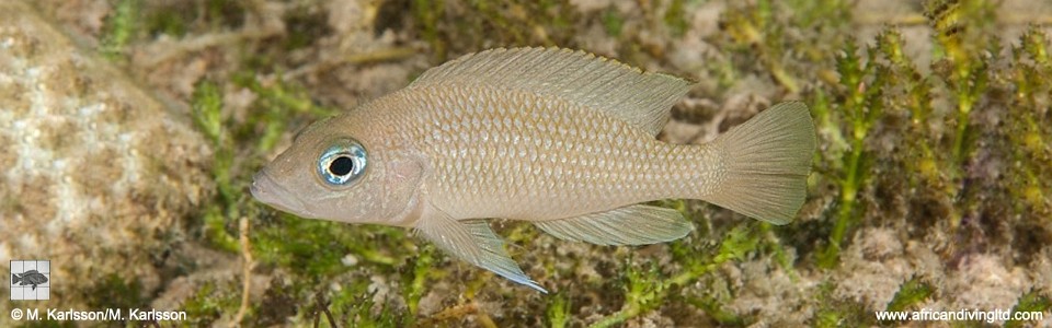 Neolamprologus sp. 'caudopunctatus kipili' Mvuna Island