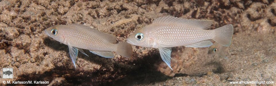 Neolamprologus sp. 'caudopunctatus kipili' Mwaka Bay