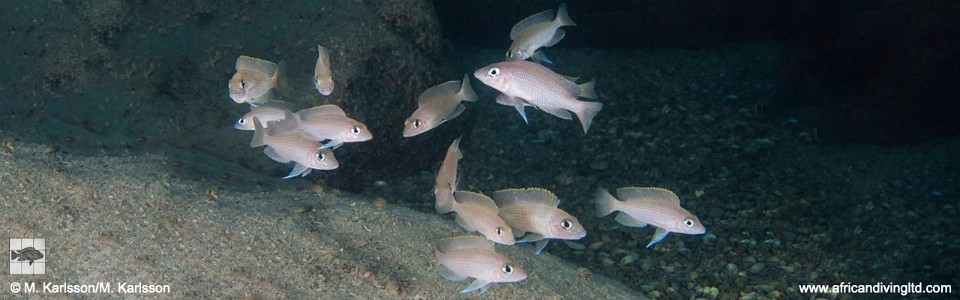 Neolamprologus sp. 'caudopunctatus kipili' Ulwile Island