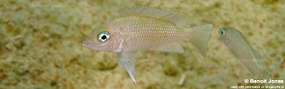 Neolamprologus sp. 'caudopunctatus kipili' Cape Mpimbwe.jpg