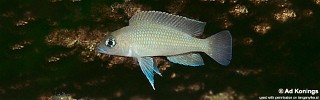 Neolamprologus sp. 'caudopunctatus kipili' Kisambala.jpg