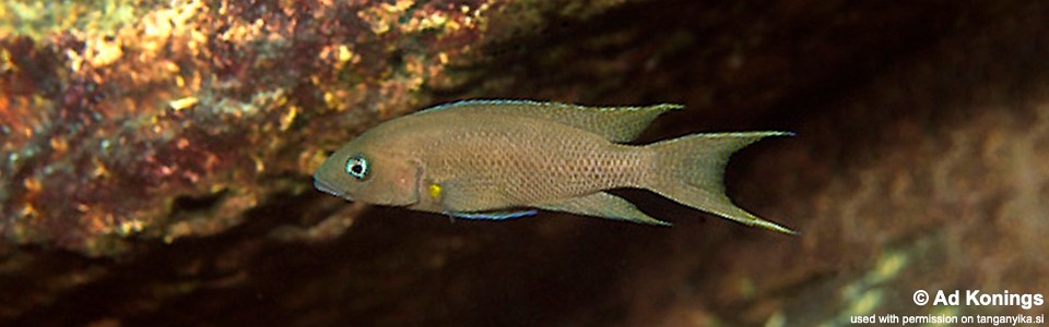 Neolamprologus sp. 'cygnus' Fulwe Rocks<br><font color=gray>Neolamprologus sp. 'cygnus orange pectoral' Fulwe Rocks</font> 