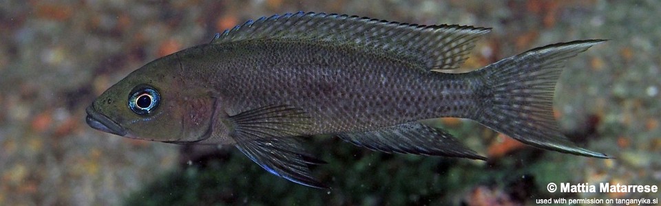 Neolamprologus sp. 'cygnus' Katondo, Cape Mpimbwe