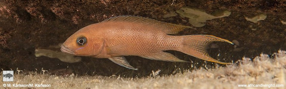 Neolamprologus sp. 'cygnus' Kisi Island<br><font color=gray>Neolamprologus sp. 'cygnus orange tail' Kisi Island</font> 