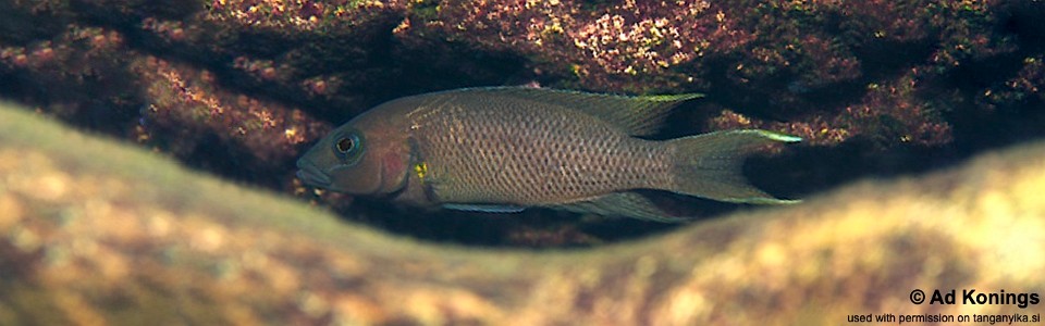 Neolamprologus sp. 'cygnus' Molwe<br><font color=gray>Neolamprologus sp. 'cygnus yellow pectoral' Molwe</font> 