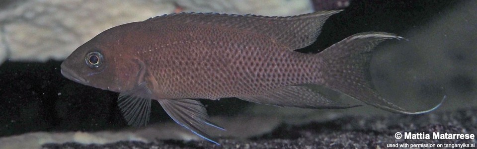 Neolamprologus sp. 'cygnus' Mvuna Island<br><font color=gray>Neolamprologus sp. 'cygnus orange tail' Mvuna Island</font> 