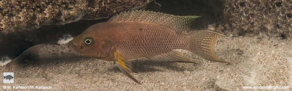 Neolamprologus sp. 'cygnus' Mwila Island<br><font color=gray>Neolamprologus sp. 'cygnus mwila' Mwila Island</font> 