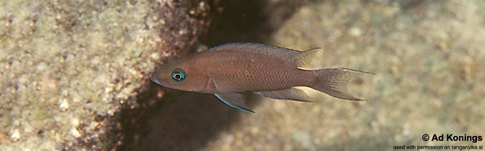 Neolamprologus sp. 'cygnus' Nkondwe Island