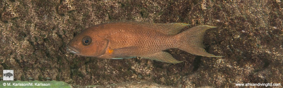 Neolamprologus sp. 'cygnus' Popo Point<br><font color=gray>Neolamprologus sp. 'cygnus orange pectoral' Popo Point</font> 