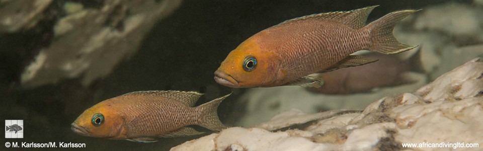 Neolamprologus sp. 'cygnus' Silaf Rocks, Cape Mpimbwe<br><font color=gray>Neolamprologus sp. 'cygnus goldhead'  Silaf Rocks, Cape Mpimbwe</font> 