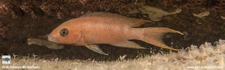 Neolamprologus sp. 'cygnus' Kisi Island.jpg