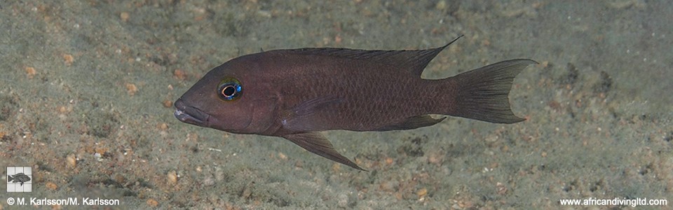 Neolamprologus sp. 'eseki' Kabwe