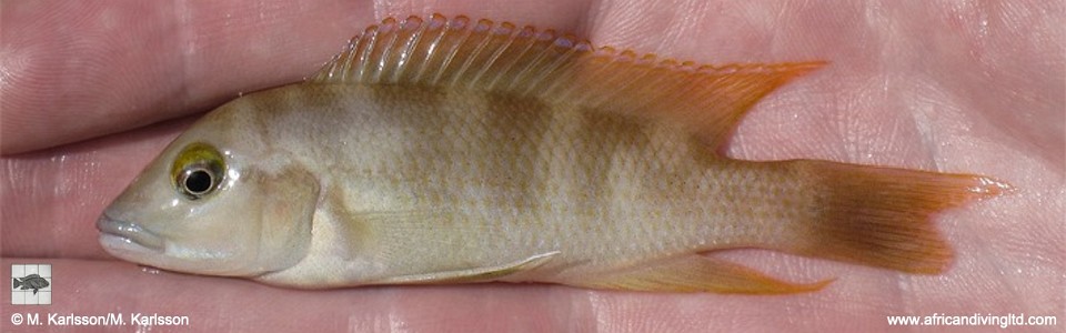 Neolamprologus sp. 'eseki' Kamamba Island