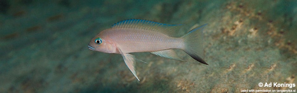 Neolamprologus sp. 'eseki' Kampemba