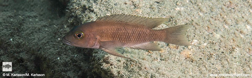 Neolamprologus sp. 'eseki' Kansombo