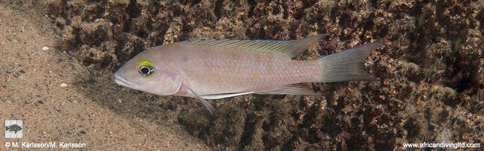 Neolamprologus sp. 'eseki' Katondo Point