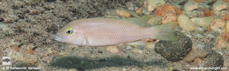 Neolamprologus sp. 'eseki' Kekese