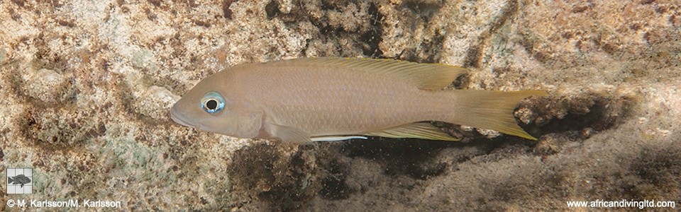 Neolamprologus sp. 'eseki' Kerenge Island