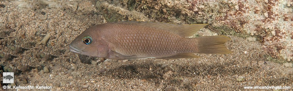 Neolamprologus sp. 'eseki' Mlowa Point