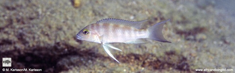 Neolamprologus sp. 'eseki' Mwaka Bay