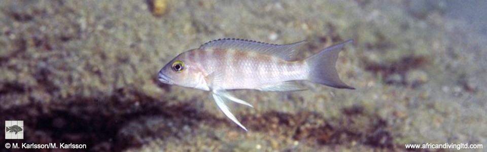 Neolamprologus sp. 'eseki' Mwaka, Korongwe Bay