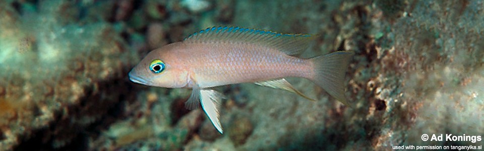 Neolamprologus sp. 'eseki' Nkondwe Island