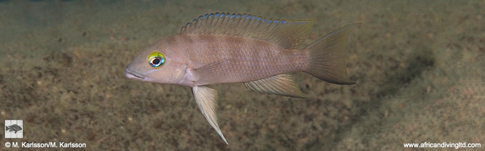 Neolamprologus sp. 'eseki' Udachi