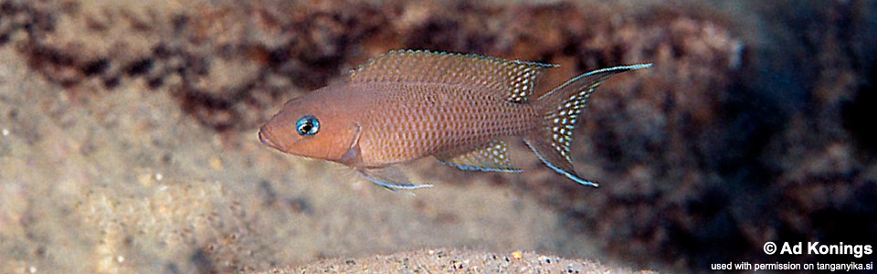 Neolamprologus sp. 'gracilis tanzania' (North of Sibwesa)