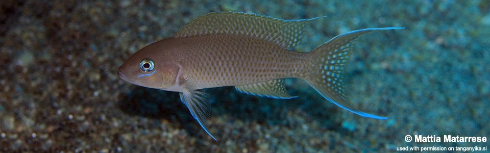 Neolamprologus sp. 'gracilis tanzania' Lubugwe Bay