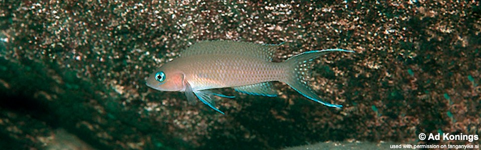 Neolamprologus sp. 'gracilis tanzania' Lumbye Bay