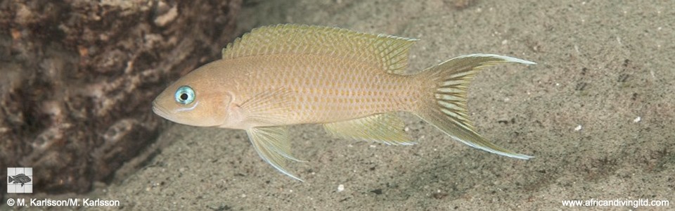 Neolamprologus sp. 'gracilis tanzania' Lyamembe