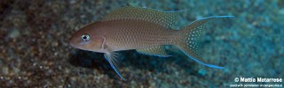 Neolamprologus sp. 'gracilis tanzania' Lubugwe Bay.jpg