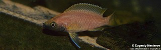 Neolamprologus sp. 'leleupi blue chin' Myunga.jpg