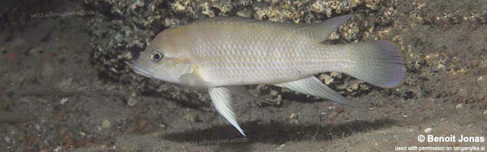 Neolamprologus sp. 'modestus mahale' Bulu Point