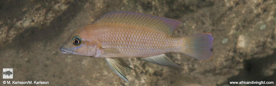 Neolamprologus sp. 'modestus mahale' Karilani Island