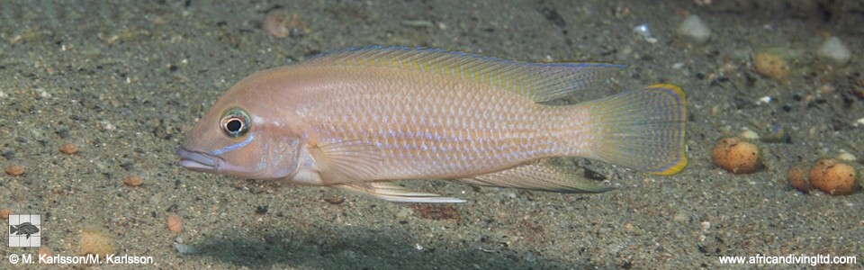 Neolamprologus sp. 'modestus mahale' Kekese