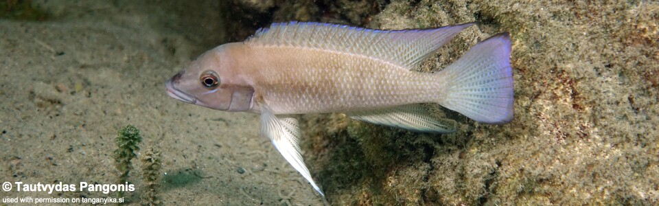 Neolamprologus sp. 'modestus mahale' Sibwesa