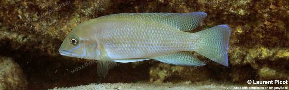 Neolamprologus sp. 'modestus mpimbwe' Cape Mpimbwe