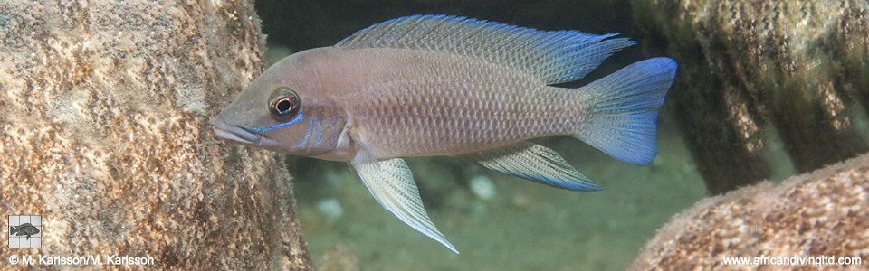 Neolamprologus sp. 'modestus mpimbwe' Kampemba