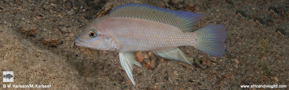 Neolamprologus sp. 'modestus mpimbwe' Mwaka Bay